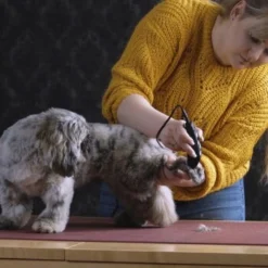 Moser Schermaschine REX MINI 7 Moser Schermaschine REX MINI -Hund Spielzeug Verkäufe 26311403a9d7b70c3de3d6d478c9b7979d52d818 8d6659a959561a0e293ec7332a89fd631110efed