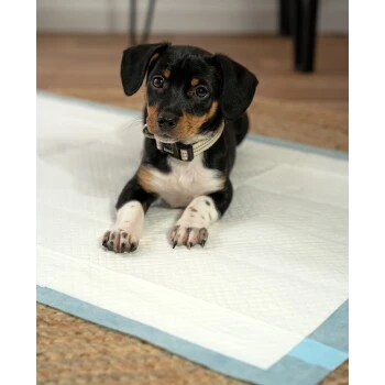 Lionto Welpenunterlage 6-lagig L 3 Lionto Welpenunterlage 6-lagig L – Bild 3