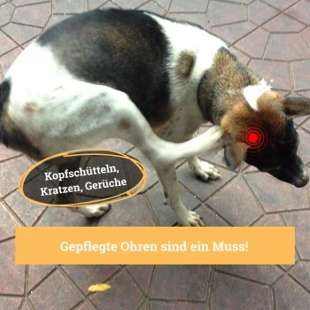 BeG Buddy Ohrreiniger Für Hunde, Juckreiz, Verschmutzung & Ohrmilben, Ohrenpflege Hund 2 BeG Buddy Ohrreiniger Für Hunde, Juckreiz, Verschmutzung & Ohrmilben, Ohrenpflege Hund – Bild 2