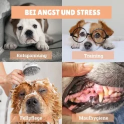 BeG Buddy [2-er] Leckmatte Für Hunde / Katzen, Schleckmatte Mit Saugnäpfen -Hund Spielzeug Verkäufe 4a9b8a291baf5e718e0f4039d5ac92c5afd61fba 1457253 de DE d924f0bb8e68101ebbb22782b82d5b2a367631bd9eQU5p