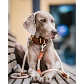 Freudentier Führleine 2m & 3-fach Verstellbar 2 Freudentier Führleine 2m & 3-fach Verstellbar – Bild 2