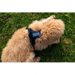 Fressnapf Tracker Pathfinder Geschirr Set S 13 Fressnapf Tracker Pathfinder Geschirr Set S -Hund Spielzeug Verkäufe 575cfeb7270f47cb1f5bacf120b75717476048ba 1409260 4