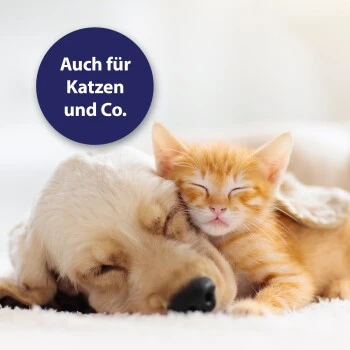 Canosept Wundgel Für Hunde 20 Ml 5 Canosept Wundgel Für Hunde 20 Ml – Bild 5