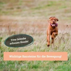 BeG Buddy Gelenk Fit Tabletten 9 BeG Buddy Gelenk Fit Tabletten -Hund Spielzeug Verkäufe 6218f467461529b33e78e061fd5bbfb6d1d2f7da 1457251 de DE a3695c7b63d65681a9295d83a6d1397da5c497d1Hm4zed