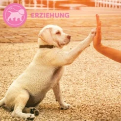 ADAPTIL Junior Halsband Anti Stress Erziehungshalsband 17 ADAPTIL Junior Halsband Anti Stress Erziehungshalsband -Hund Spielzeug Verkäufe 67b89bee3850f699c65a5983d0d06574d2ec9208 1287044 7