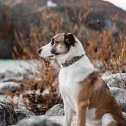 THE DOG IDEA Boho-Chic Halsband Mokka L 9 THE DOG IDEA Boho-Chic Halsband Mokka L -Hund Spielzeug Verkäufe 6b49a99aa143d54502c8eb3ec2408952c563ffa4 1485274 de DE 1df4c97abf7367170a94b9b3059f319b00fb78f7T5UAow