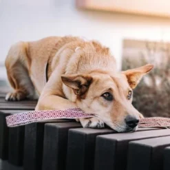 THE DOG IDEA Boho-Chic Hundeleine June 1,2 M 6 THE DOG IDEA Boho-Chic Hundeleine June 1,2 M -Hund Spielzeug Verkäufe 803101f3242a39efaaa93e667a4c0ccc0534c558 1662738 de DE 9ae6d8cc0853bff05aacc9fa71108f2141b94818Xy2XA2