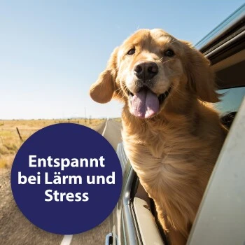 Canosept Home Comfort Beruhigungsspray Für Hunde 100 Ml 4 Canosept Home Comfort Beruhigungsspray Für Hunde 100 Ml – Bild 4