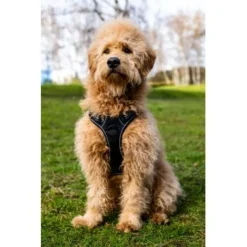 Fressnapf Tracker Pathfinder Geschirr Set S 10 Fressnapf Tracker Pathfinder Geschirr Set S -Hund Spielzeug Verkäufe 95fb3d1835f9b47b6bafba0cf238225b5e5c9b2f 1409260 1