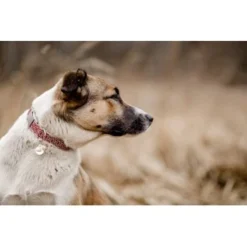 THE DOG IDEA Boho-Chic Halsband June S -Hund Spielzeug Verkäufe 9a4d5a684cfd1e6c2d2173609282c1822bea620c 1662735 de DE 6e0814c83a3ae6d1ee3ccd901e0fc15b1c4295e8bCG0ze