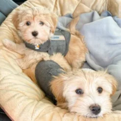 Thundershirt Beruhigungsweste Grau XS 18 Thundershirt Beruhigungsweste Grau XS -Hund Spielzeug Verkäufe b73ccfbb685e050e9f2290d960047b91d2dcc354 1102942 3