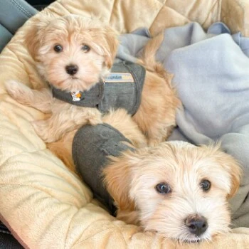 Thundershirt Beruhigungsweste Grau XS 9 Thundershirt Beruhigungsweste Grau XS – Bild 9