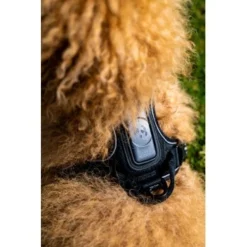 Fressnapf Tracker Pathfinder Geschirr Set S 12 Fressnapf Tracker Pathfinder Geschirr Set S -Hund Spielzeug Verkäufe c601f26972af2924e70c8c35c58f42f723fa9f01 1409260 3
