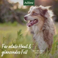 Aniforte Neemöl Shampoo 500ml 8 Aniforte Neemöl Shampoo 500ml -Hund Spielzeug Verkäufe ce948f91b9ae176fa2fd6c27a4f69b5ac9635eb2 1429322 de DE 572e230cba8eea55d11a8cb82f155ecd76826ed2w5VJ2o