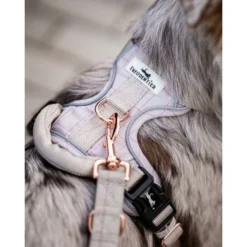 Freudentier Atmungsaktives Hundegeschirr S -Hund Spielzeug Verkäufe dfd85e8a66f6fba5e82ceb62e116fbf7743591b2 1429123 de DE 960e026e6ecdd61315321da762eb8d6246f50023MkXX3W