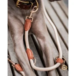 Freudentier Führleine 2m & 3-fach Verstellbar 11 Freudentier Führleine 2m & 3-fach Verstellbar -Hund Spielzeug Verkäufe f89940099070c3162adf440711f0edc5bb22072e 1496011 de DE 6c2382c9aa0f35ae5d0558378f7254aaf4412a67UPNndW