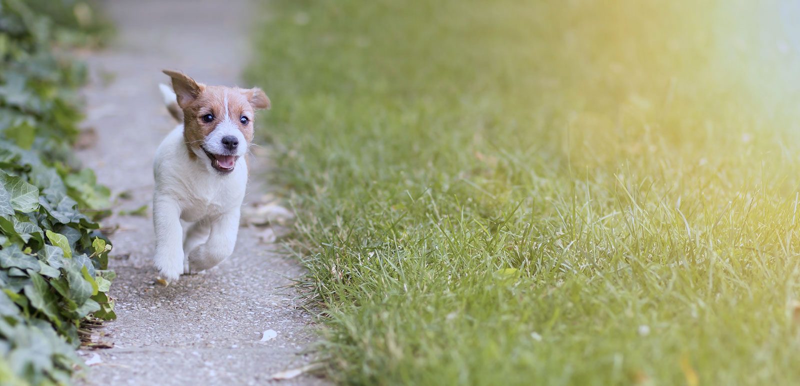 Hund Spielzeug Verkäufe -Hund Spielzeug Verkäufe running happy puppy puppod subscription 1600x773 1